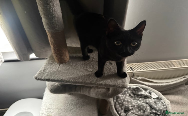 Mixed Breed cats - Advert 1