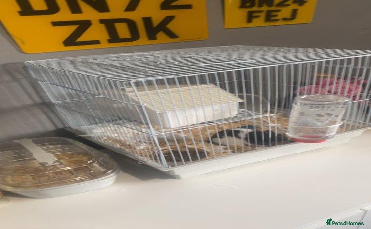 Hamster rodents - Advert 8
