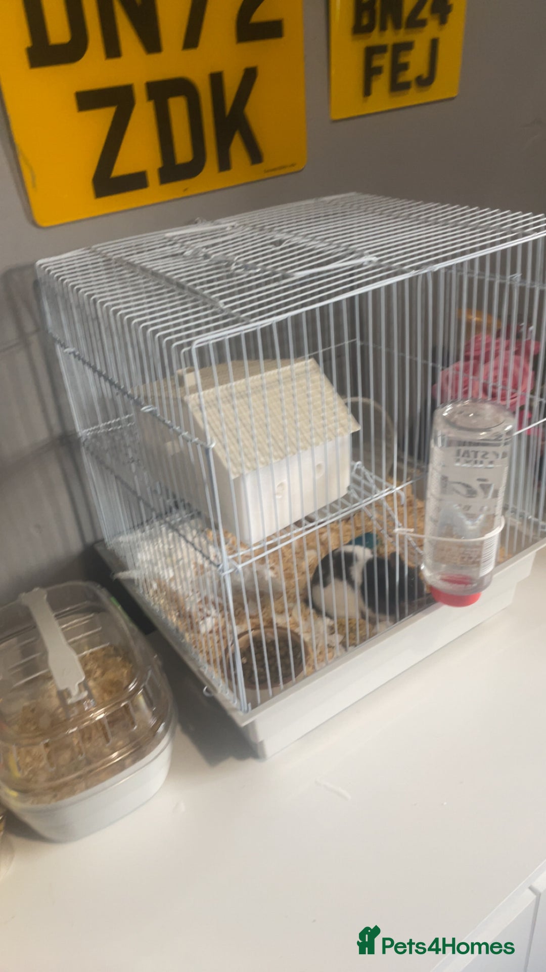 Hamster rodents for sale: Syrian Hamster for sale  - Image 1