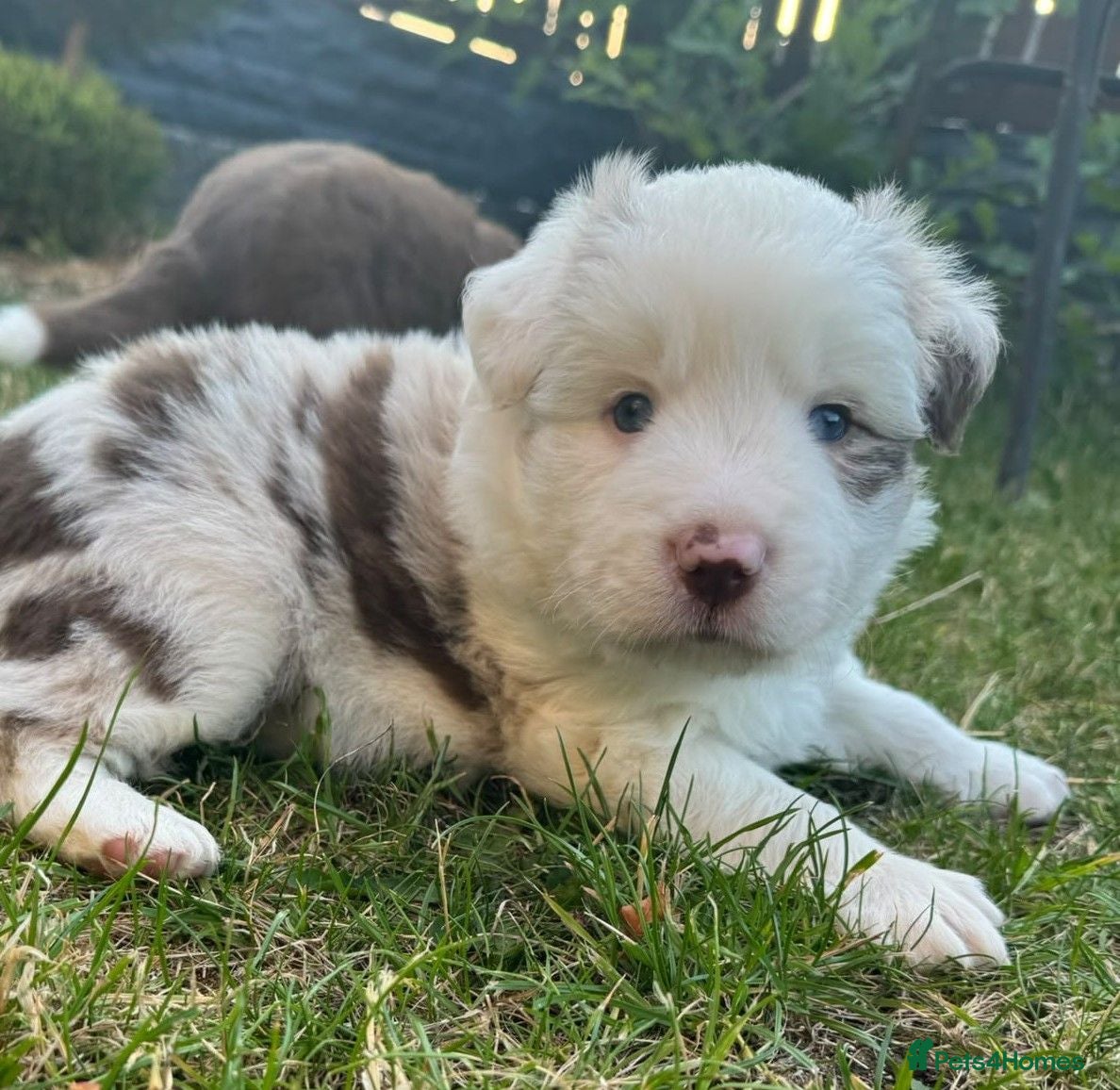 Border Collie dogs for sale: Merle Blue Eye Border Collie Pups - KC Registered - Advert 1