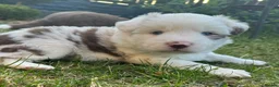 Border Collie dogs for sale: Merle Blue Eye Border Collie Pups - KC Registered - Advert 1