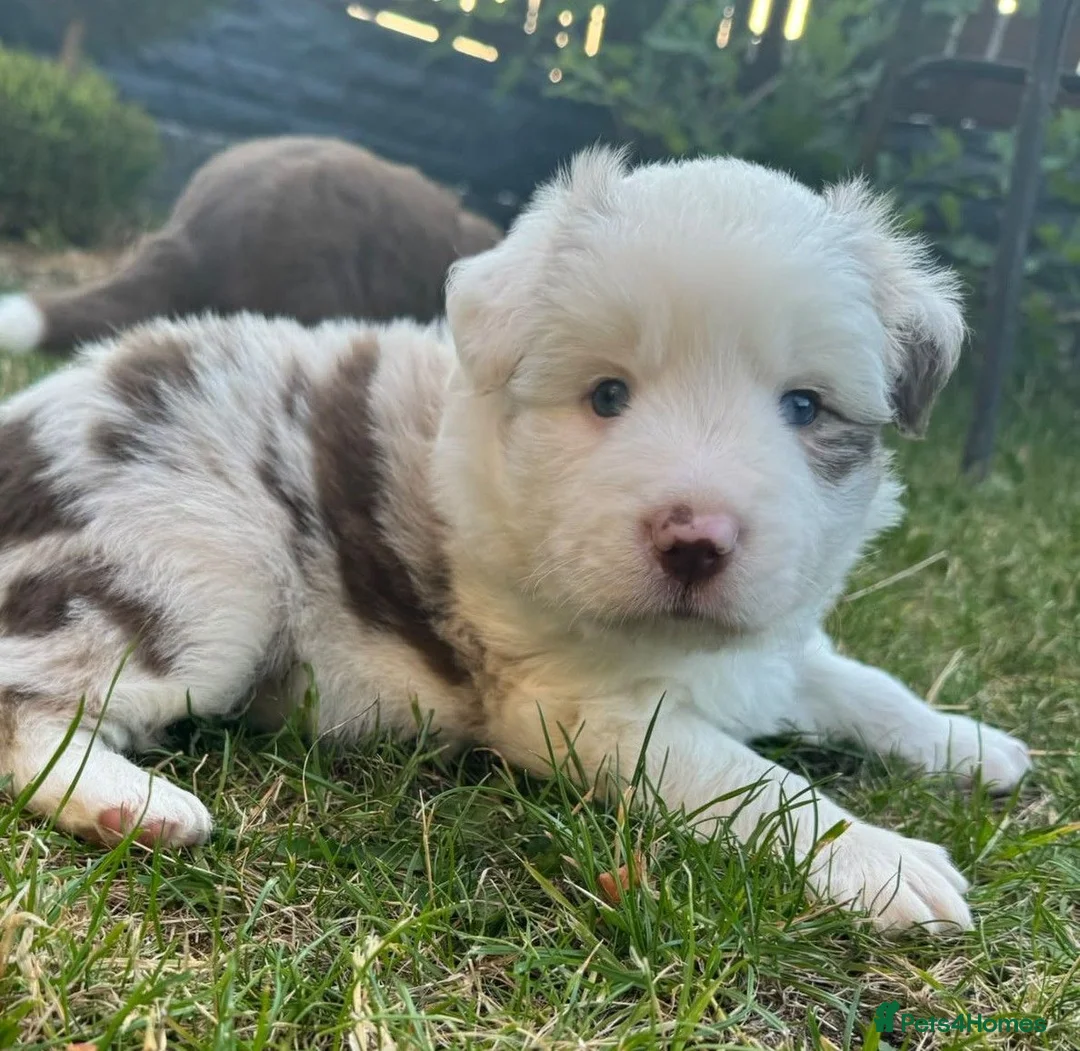 Border Collie dogs for sale: Merle Blue Eye Border Collie Pups - KC Registered - Advert 1
