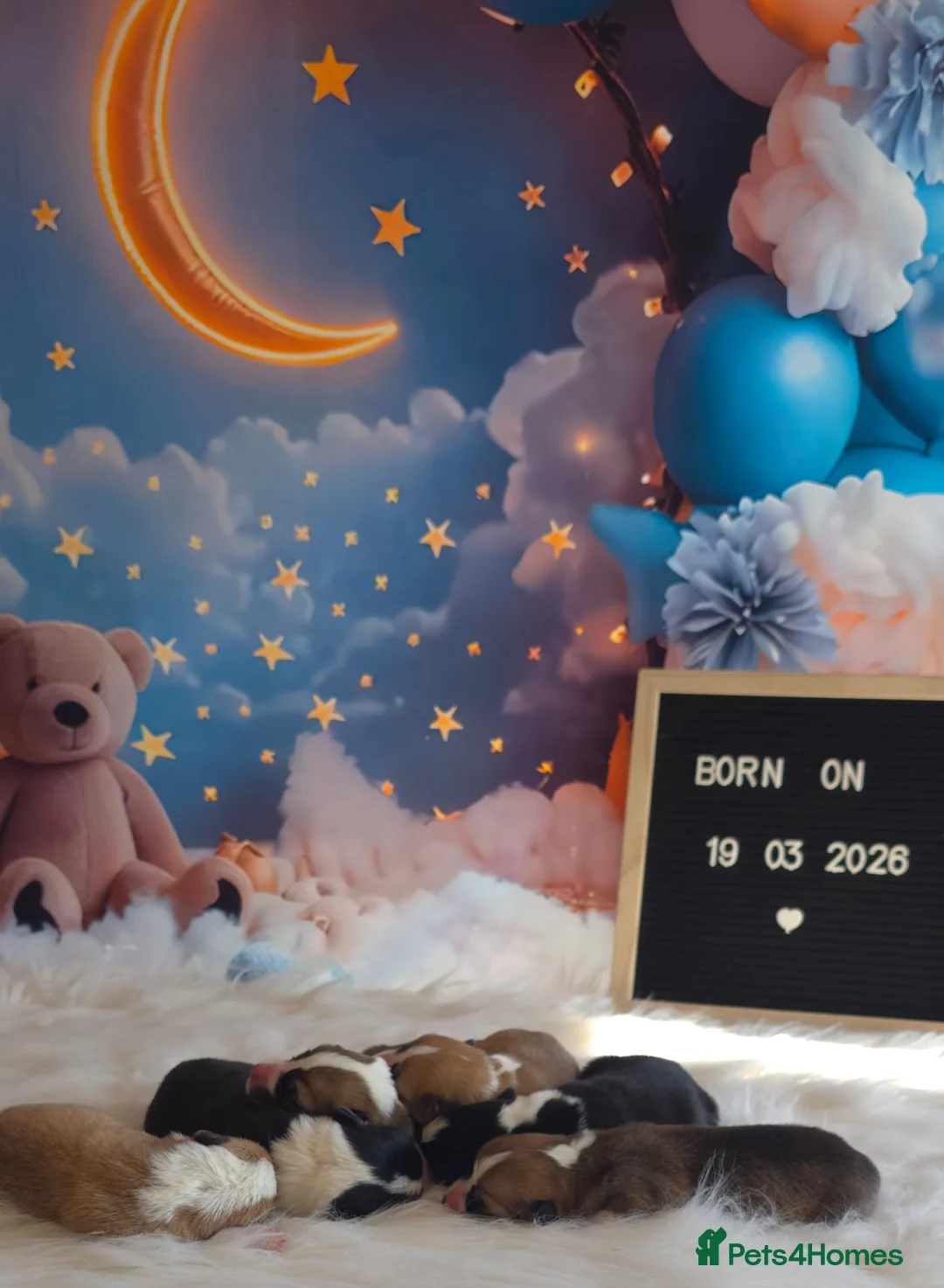 Welsh Corgi Pembroke dogs for sale: KC Registered Welsh Pembroke Corgi puppies - Advert 1