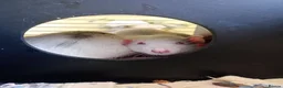 Rat rodents for sale: 3 Male rats plus cage, food and bedding etc in Cheltenham - Advert 4