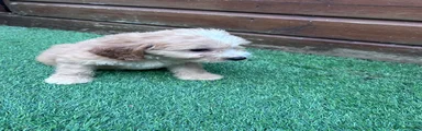 Cockapoo 8