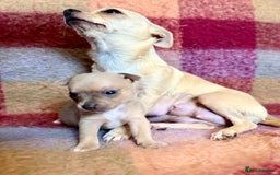 Chihuahua dogs for sale: Beautiful Chihuahua Boys - Image 7