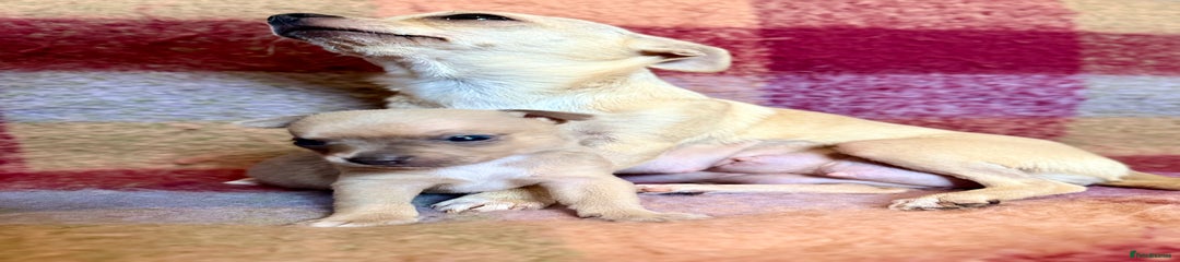 Chihuahua Puppy 4 -Rollo
