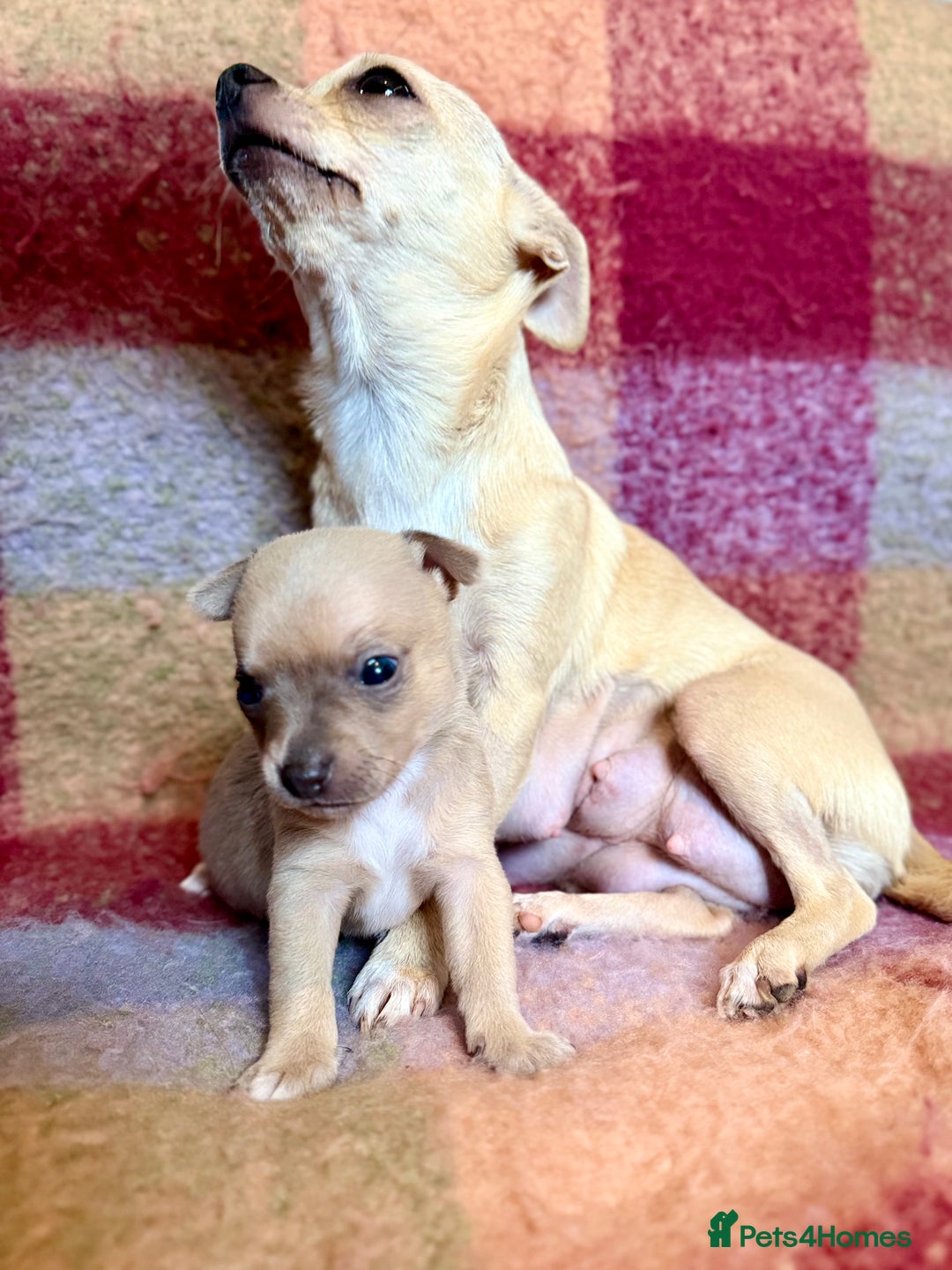 Chihuahua dogs for sale: Beautiful Chihuahua Boys - Image 7