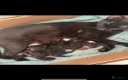 Mixed Breed cats for sale: Gorgeous kittens, 1 male, 1 female - Advert 12