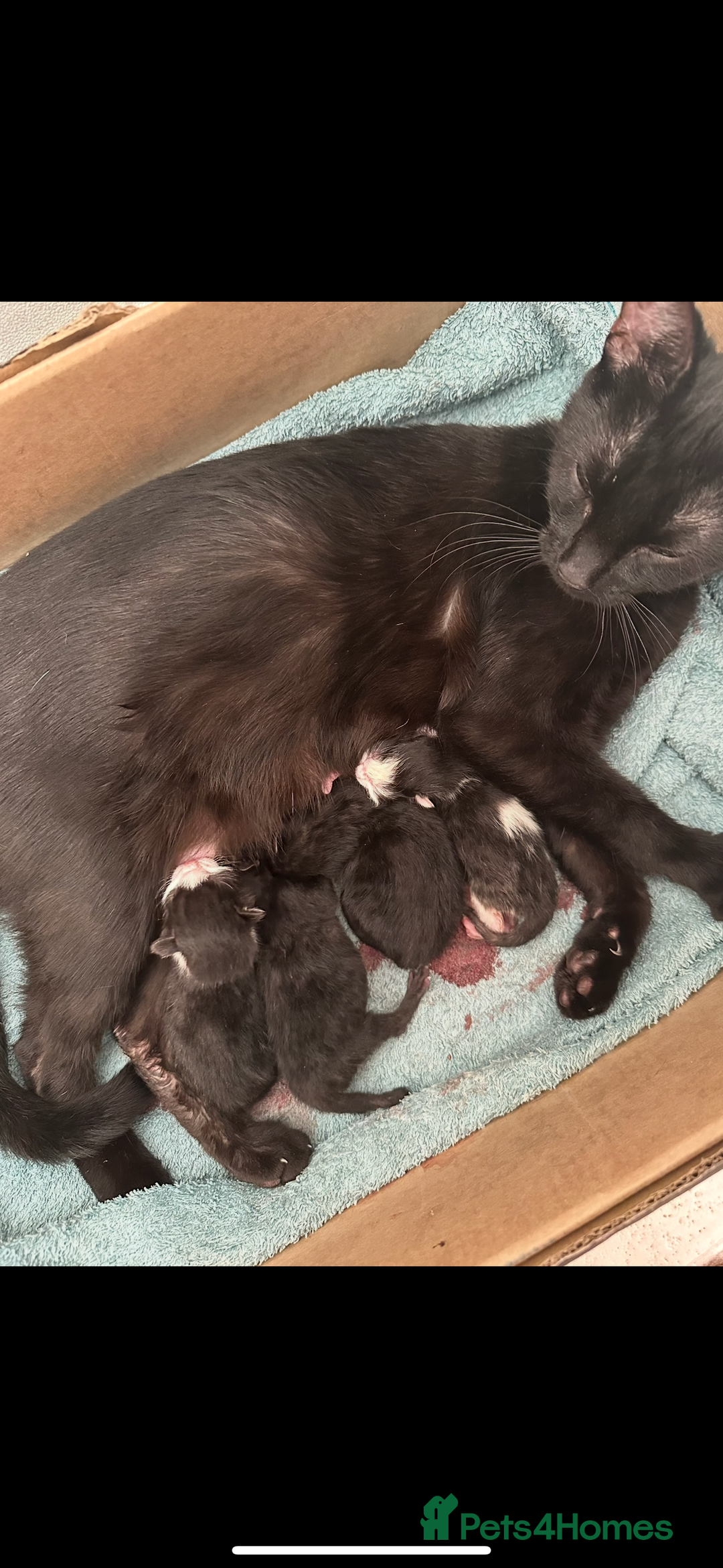 Mixed Breed cats for sale: Gorgeous kittens, 1 male, 1 female - Advert 12