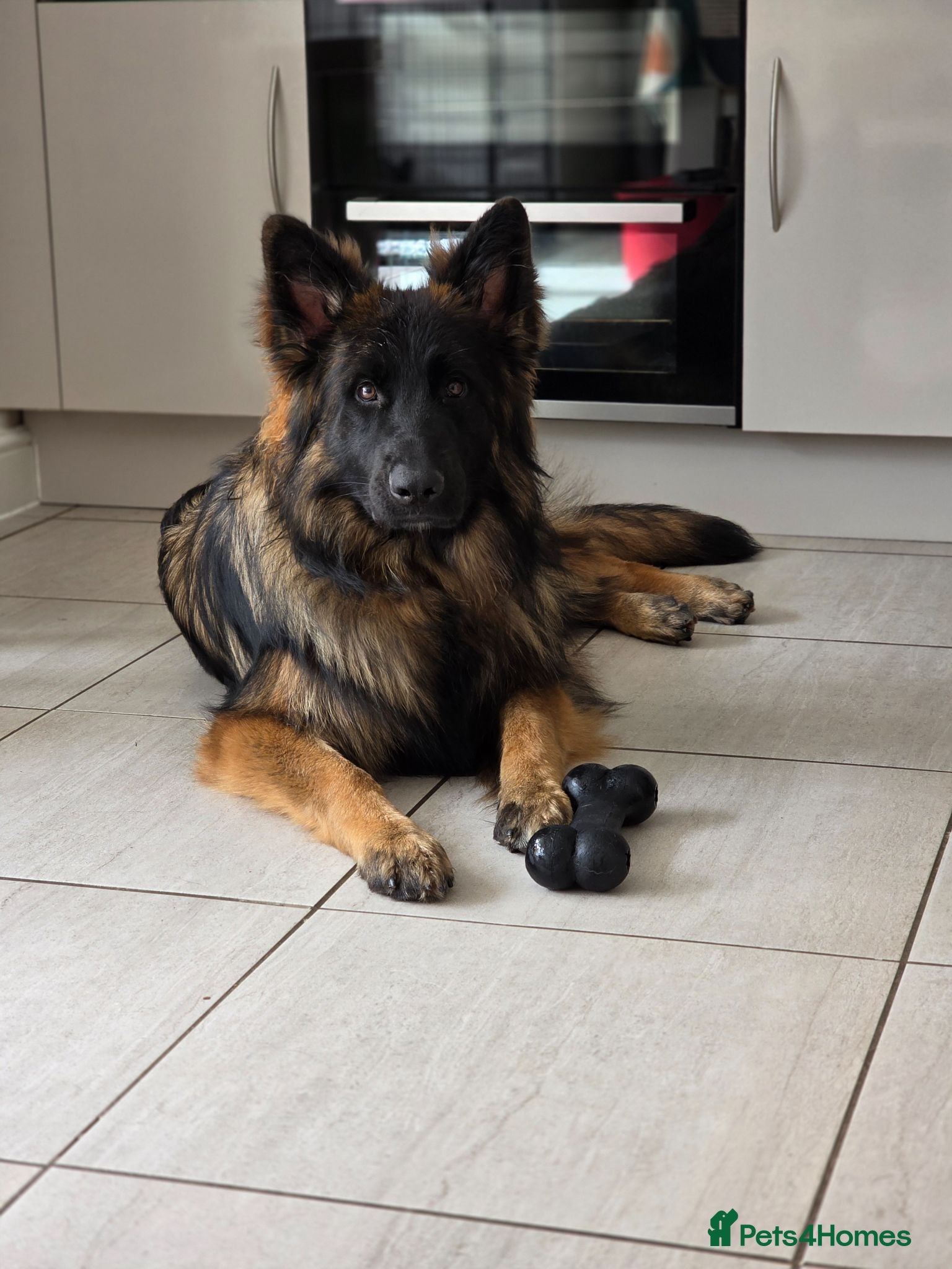 German Shepherd dogs SABLE LONG COAT GSD 10 MONTHS OLD  - Advert 6