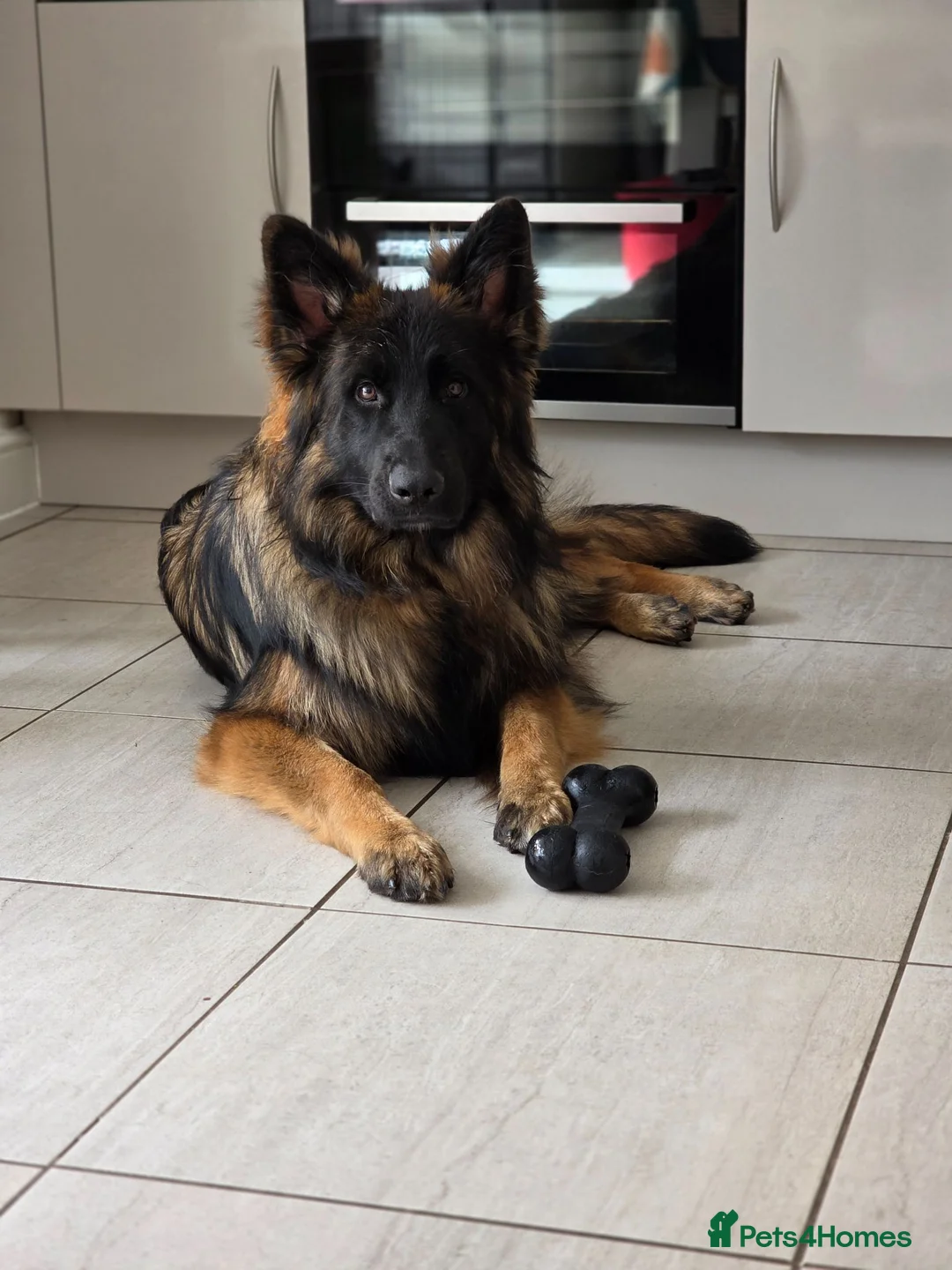 German Shepherd dogs for sale: SABLE LONG COAT GSD 10 MONTHS OLD  - Advert 1
