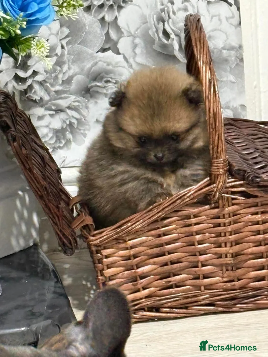 Pomeranian dogs for sale: 2 amazing boy Pomeranian puppies  - Advert 2