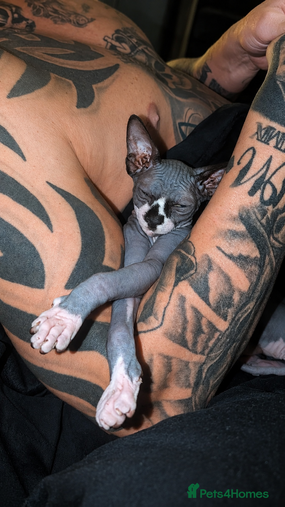 Sphynx cats Female sphinx for sale - Advert 1