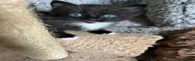Domestic Shorthair Kitten 2