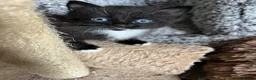 Domestic Shorthair cats for sale: Two gorgeous kittens  in Leighton Buzzard - Advert 8