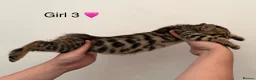 Bengal cats for sale: 🖤🧡🐆4 bengal girls 🐆🧡🖤 - Advert 12