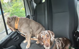 Mixed Breed dogs for sale: Missy and Prince - Advert 6