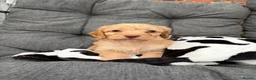 Cockapoo dogs for sale: Premium Cockapoo Puppies in Wakefield - Advert 1