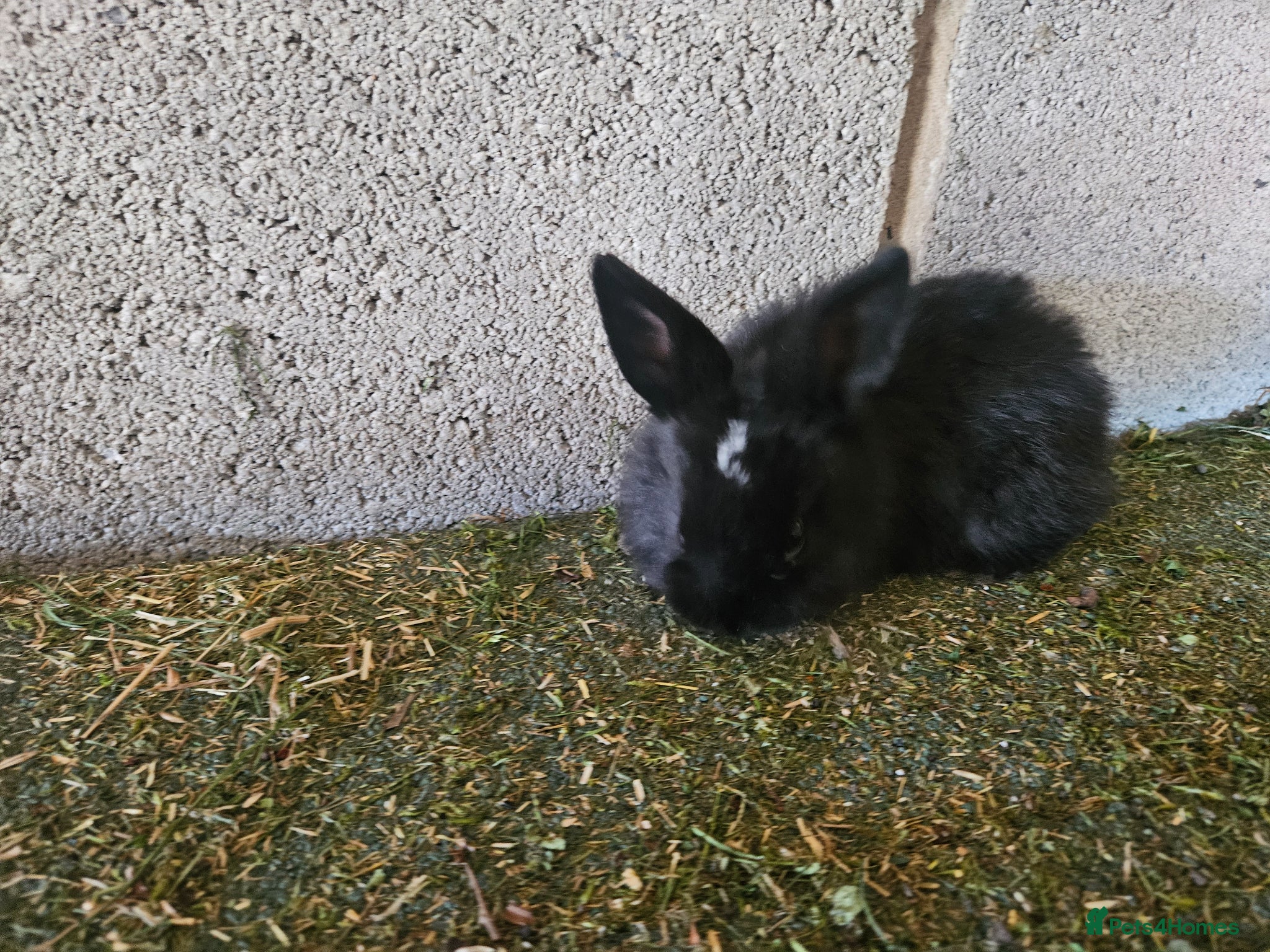 Mixed Breed rabbits 🌿 **Rabbits for Sale –Healthy and Beautiful!** 🐰 - Advert 21