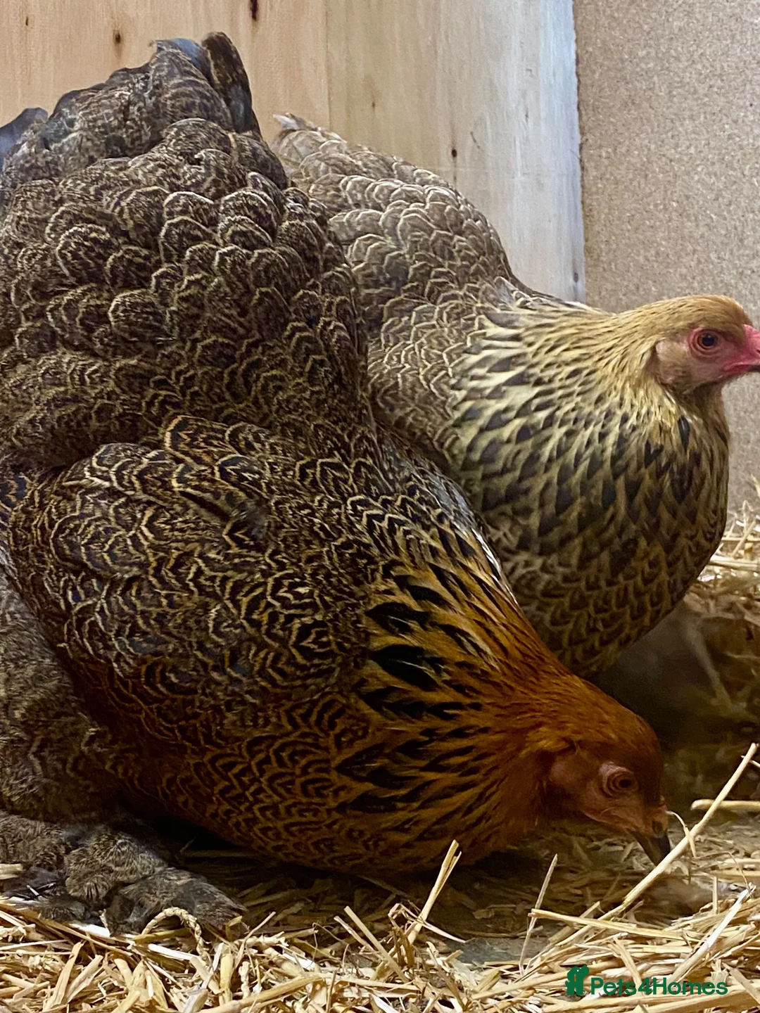 Chickens poultry for sale: Gold Partridge Brahma Bantams - Advert 8