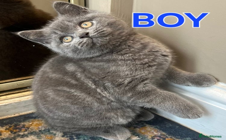 British Shorthair cats - Advert 1