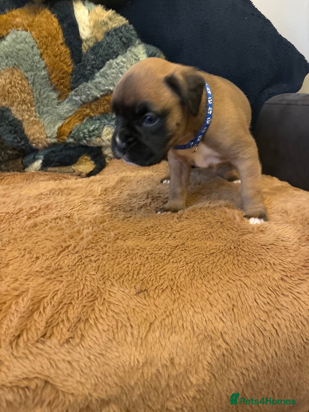 Boxer dogs for sale: Boxer puppies 5 bitches 1 boy  - Advert 9