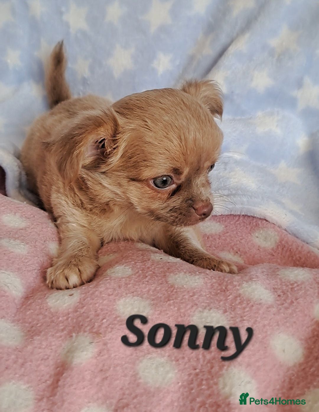 Chihuahua dogs Long Coat Chihuahua pups - Advert 4