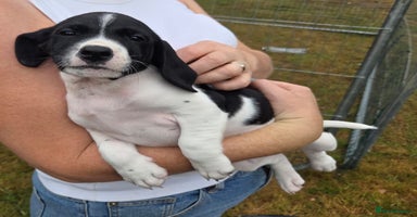 Mixed Breed dogs - Advert 12