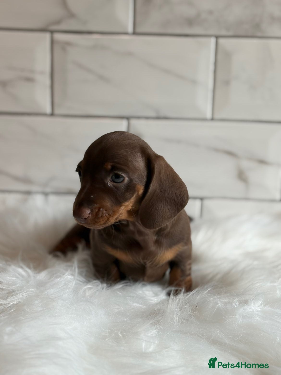 Miniature Dachshund dogs Miniature dachshunds 💖 females  - Advert 2