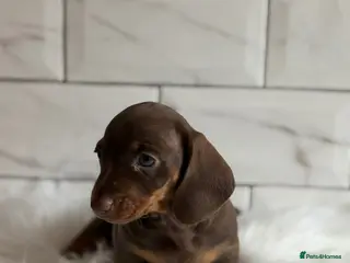 Miniature Dachshund dogs Miniature dachshunds 💖 females - Advert 2