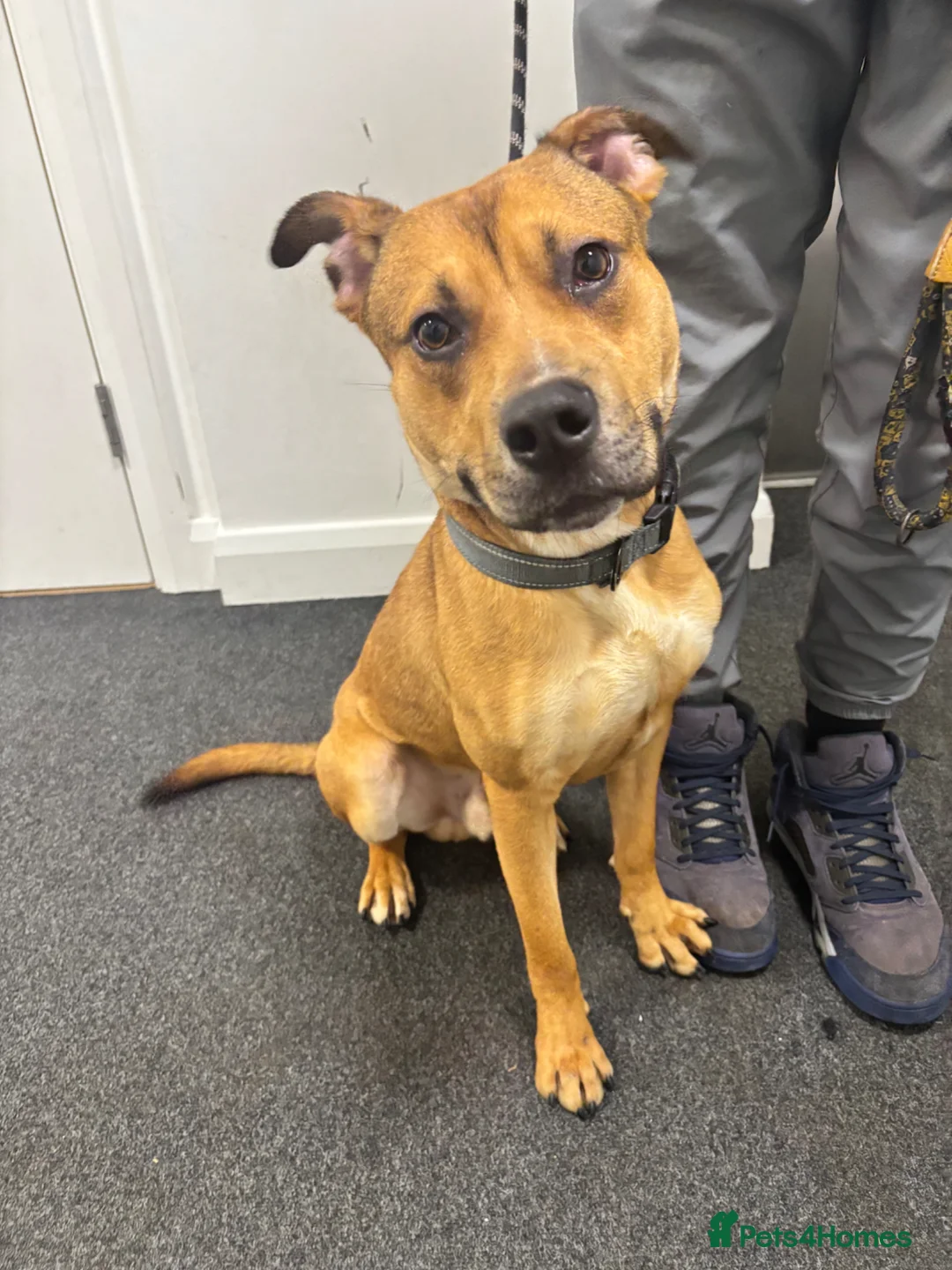 Mixed Breed dogs for sale: Lovely 10-Month-Old German Shepherd x Bulldog Enzo in London - Advert 1