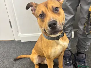 Mixed Breed dogs Lovely 10-Month-Old German Shepherd x Bulldog Enzo - Advert 1