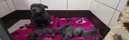 Staffordshire Bull Terrier dogs for sale: Beautiful Staffordshire Bull Terrier Puppies  - Advert 4