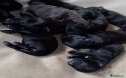 Patterdale Terrier dogs for sale: Patterdale puppies, good strong pups, home bred. - Image 2