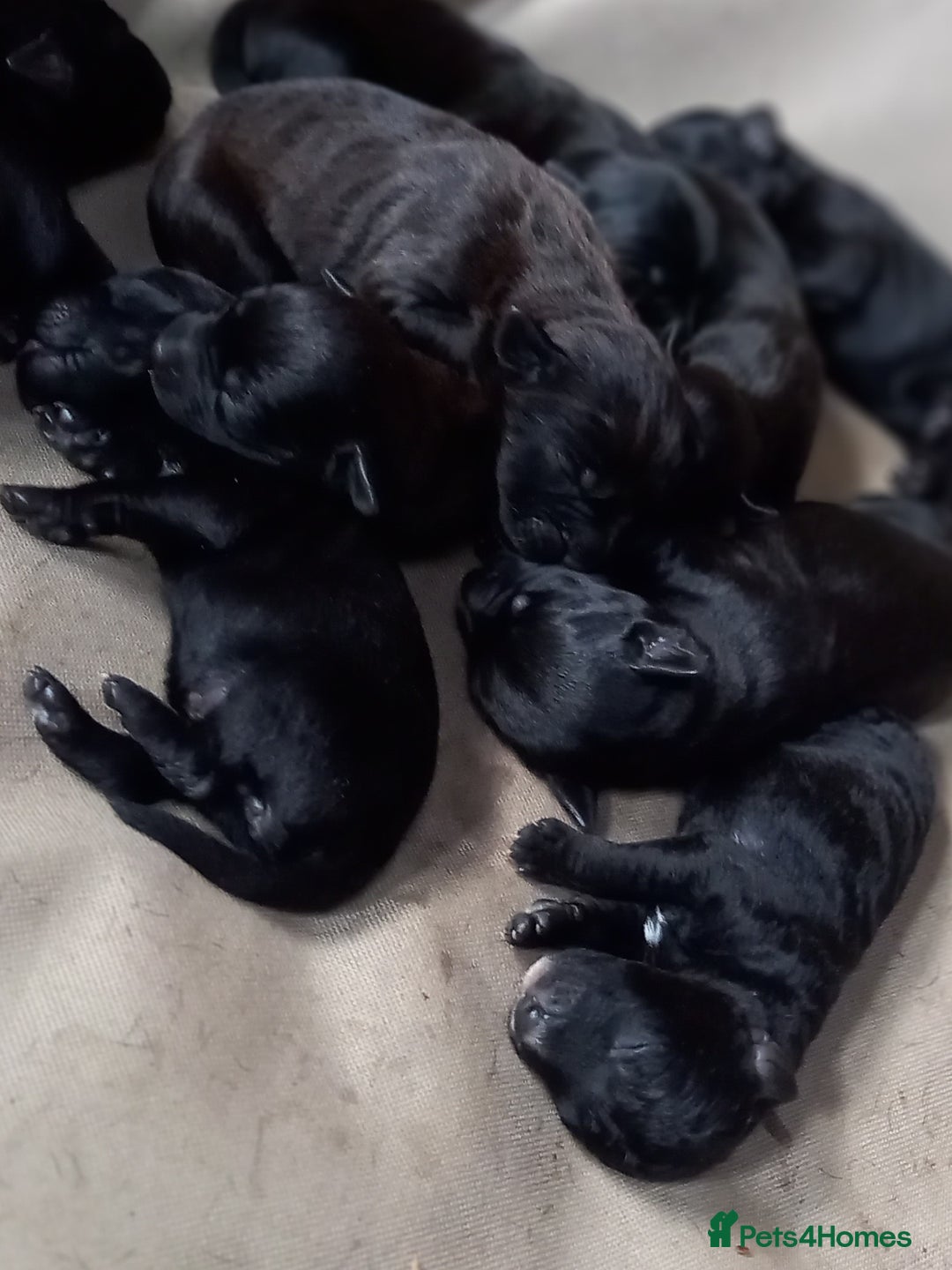 Patterdale Terrier dogs for sale: Patterdale puppies, good strong pups, home bred. - Image 2