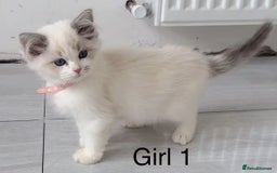 Ragdoll cats for sale: 6 Randall kittens  - Image 5