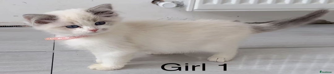 Ragdoll Kitten 5