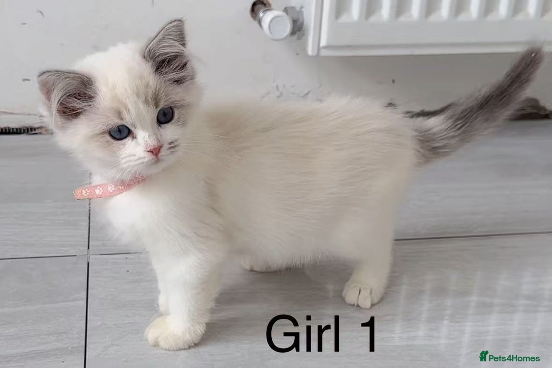 Ragdoll cats for sale: 6 Randall kittens  - Image 5