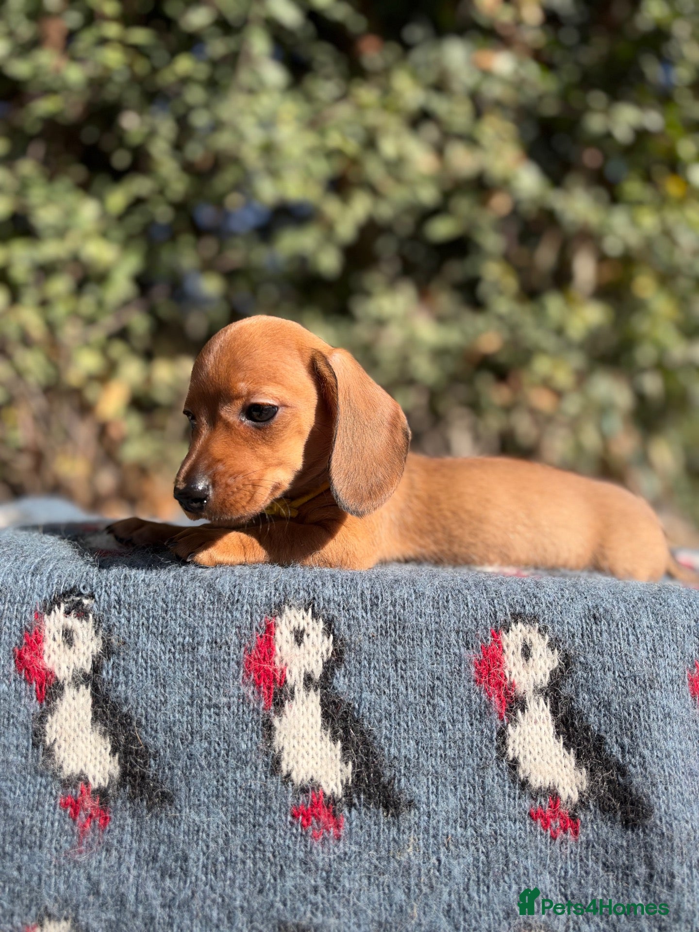Miniature Dachshund dogs OUTSTANDING KC MINIATURE WIRE DACHSHUND  - Advert 14