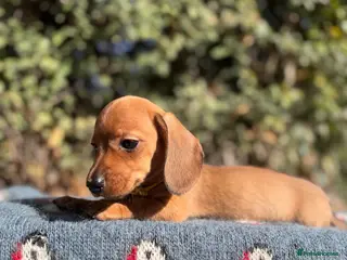 Miniature Dachshund dogs OUTSTANDING KC MINIATURE WIRE DACHSHUND - Advert 14