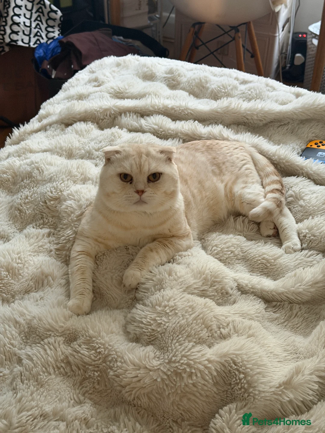 Scottish Fold cats for stud: Scottish Fold for stud - Advert 3