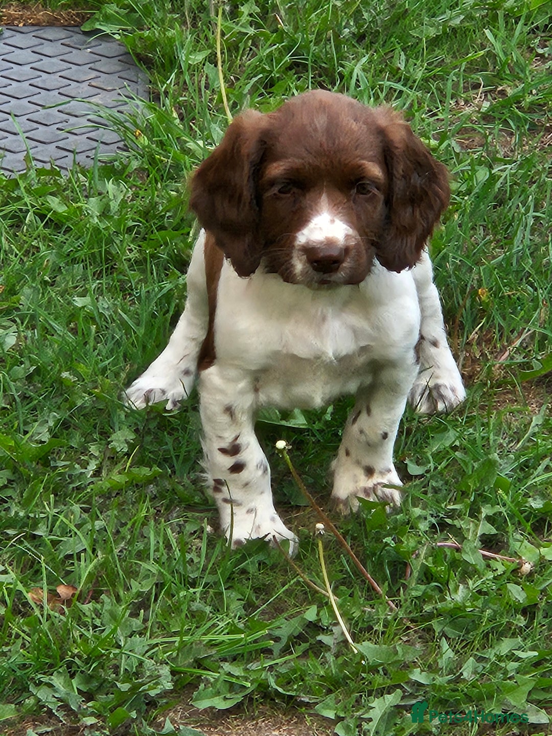 English Springer Spaniel dogs for sale: READY NOW kc springer spaniel  - Image 6