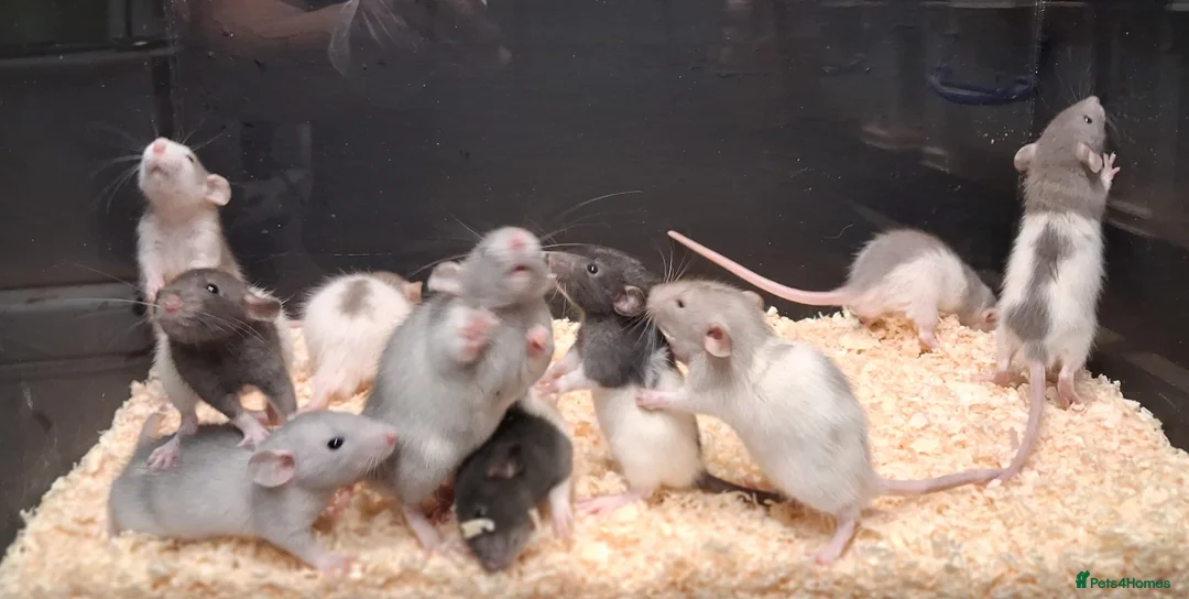Rat rodents for sale: Baby Dumbo Rat's  - Advert 2