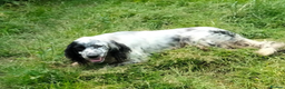 English Setter dogs for adoption: Korro - Advert 6