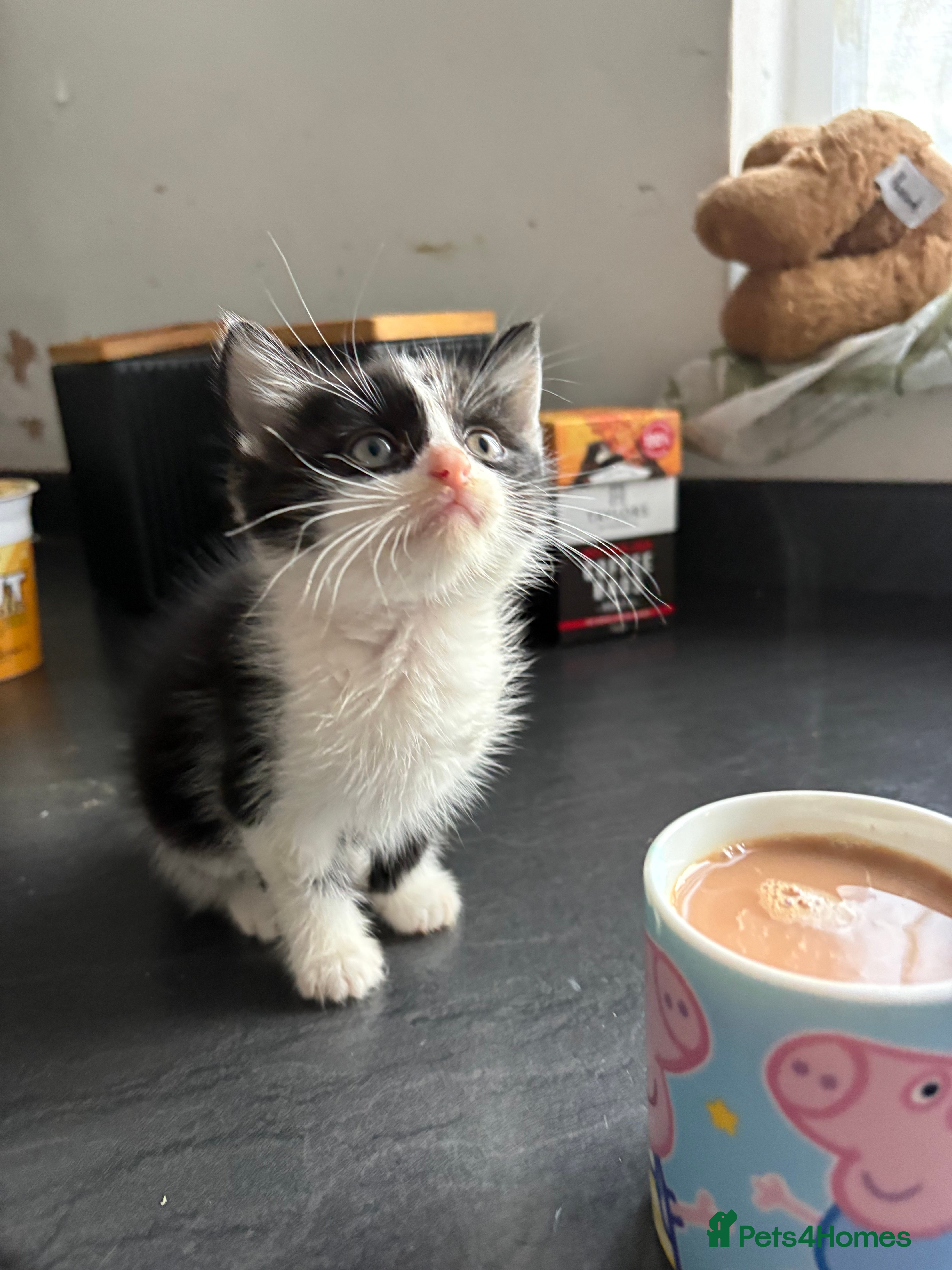 Mixed Breed cats for sale: Beautiful fluffy kittens - Advert 2