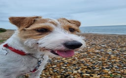 Parson Russell dogs for sale: Parson Russell Terrier Puppies for sale - Image 4