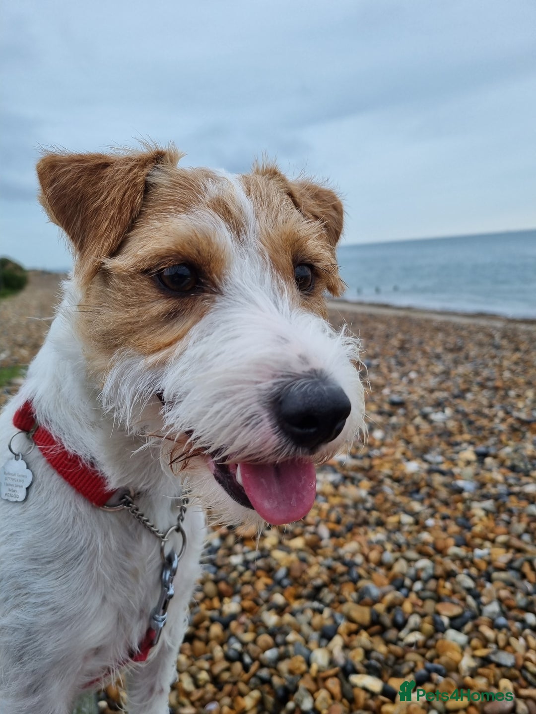 Parson Russell dogs for sale: Parson Russell Terrier Puppies for sale - Image 4