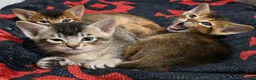 Abyssinian cats for sale: Stunning Kittens – Not to Miss - Advert 14