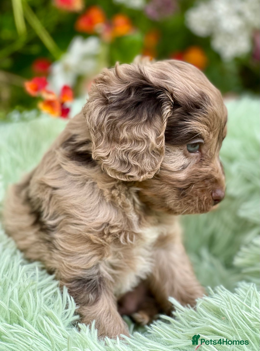 Cavapoo dogs for sale: Stunning Cavapoo babies  - Image 16